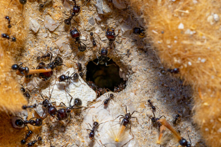 Gatunek mrówki: Lasius umbratus – przewodnik hodowcy