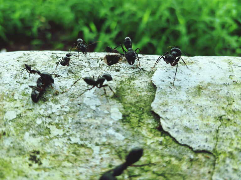 Tajemniczy świat Formica cinerea: fascynująca podróż w świat mrówek