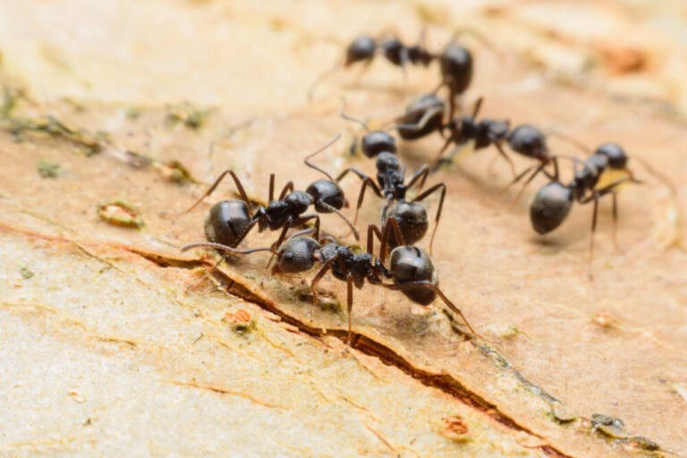 Fascynujący świat mrówek: poznaj gatunek Dolichoderus quadripunctatus