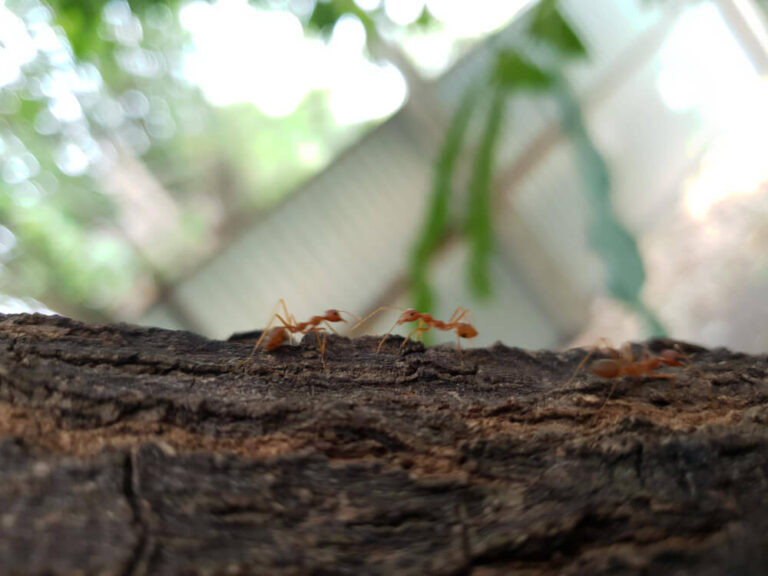 Lasius brunneus: wszystko, co musisz wiedzieć o hodowli tego gatunku mrówek