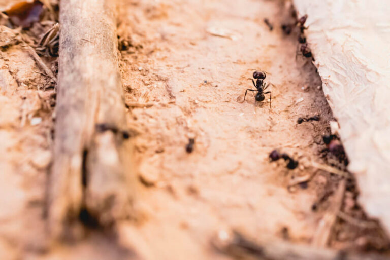 Myrmica rubra: Wszechstronny Świat Mrówek