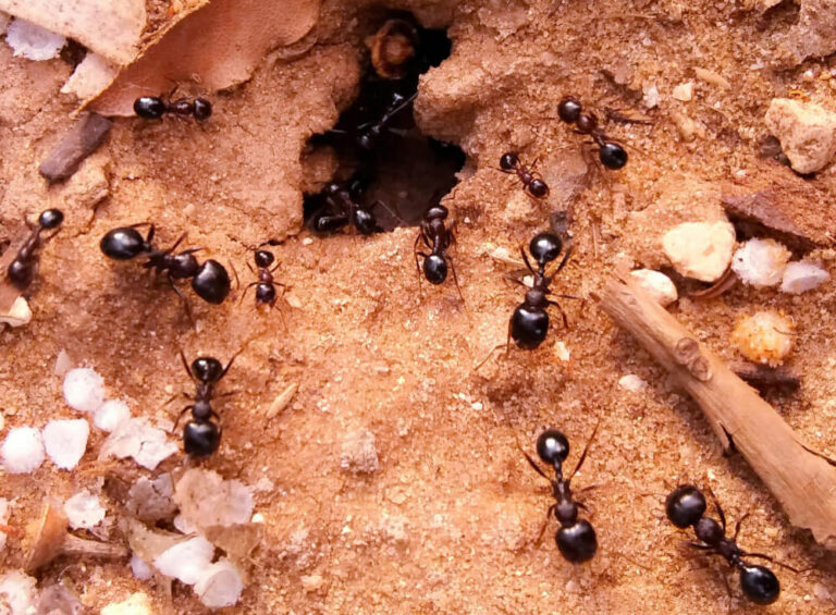 Camponotus ligniperda: fascynujący świat mrówek