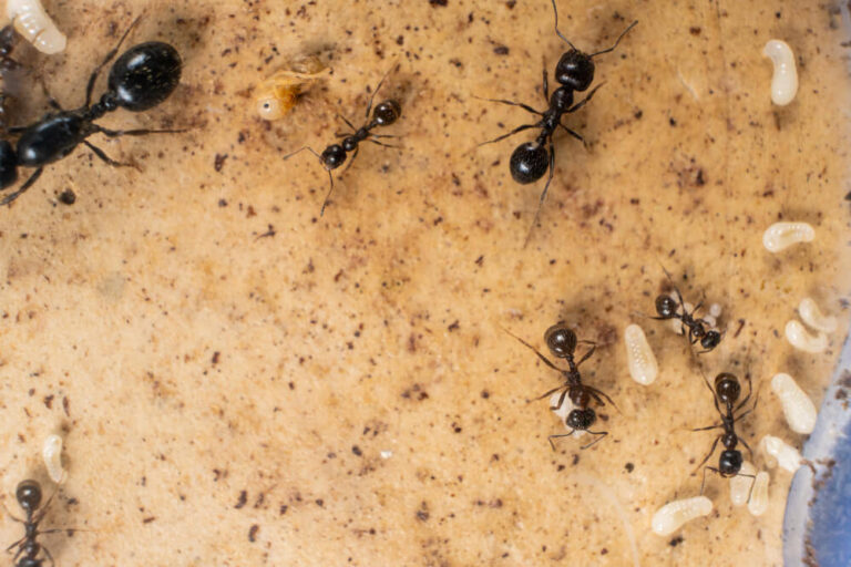 Hodowla mrówek Lasius Niger