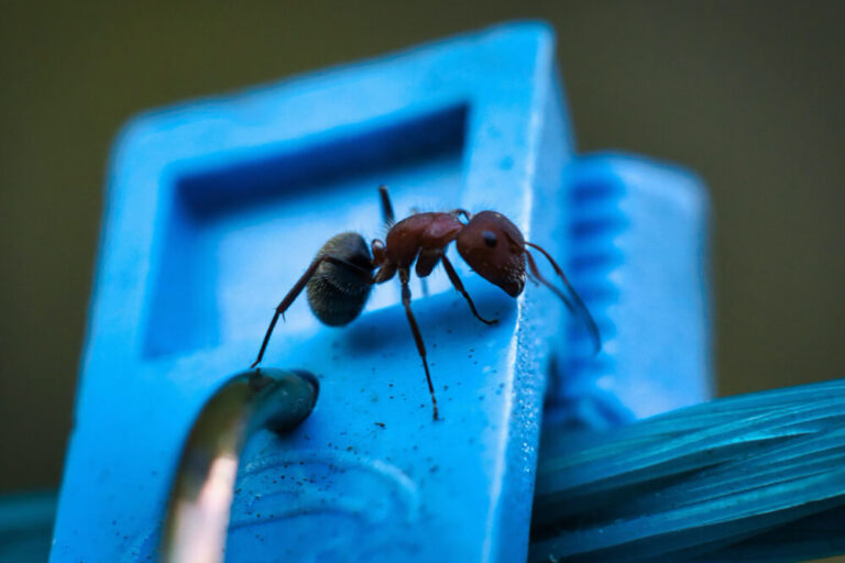 Formica fusca: niezwykły świat mrówek