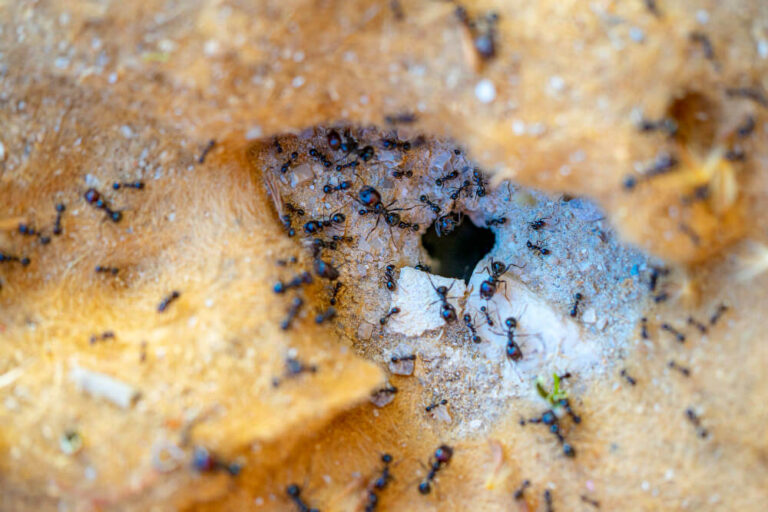 Unikalne cechy oraz łatwość hodowli Tetramorium caespitum